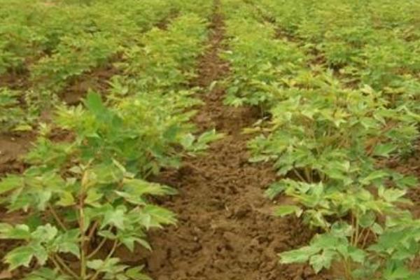 白芍種植技術 白芍怎么種植