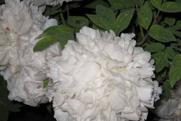 白芍產地在哪里 白芍畝產多少