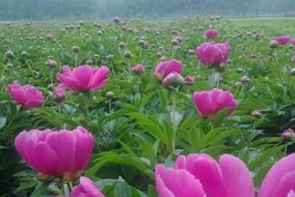 白芍產地在哪里 白芍畝產多少