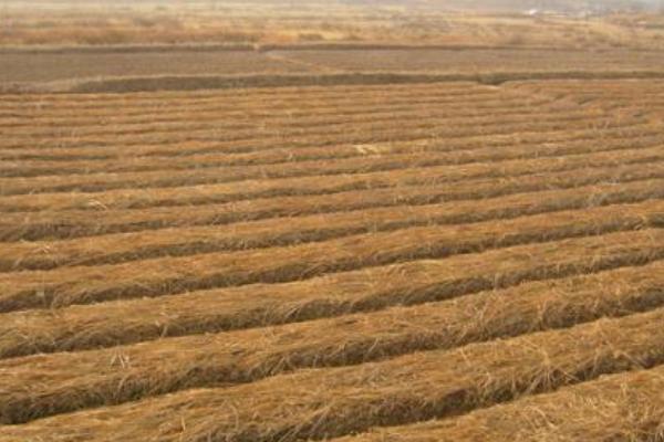 白芍產地在哪里 白芍畝產多少