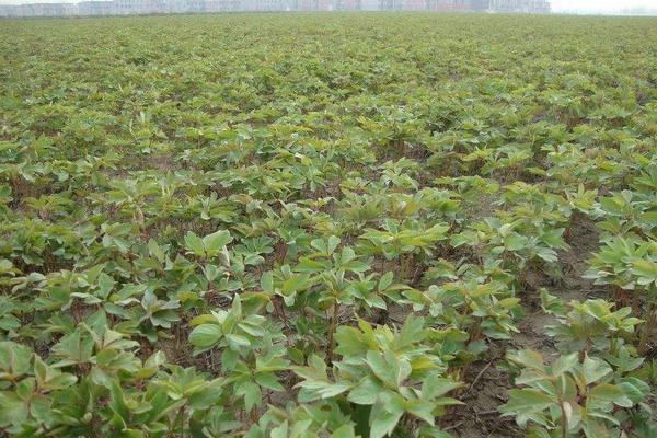 白芍苗市場價格多少錢一株