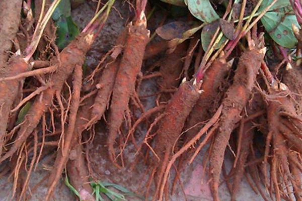 白芍苗市場價格多少錢一株