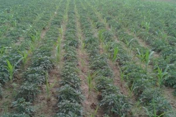 白芍苗市場價格多少錢一株