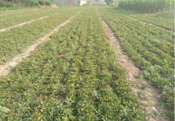 白芍苗市場價格多少錢一株