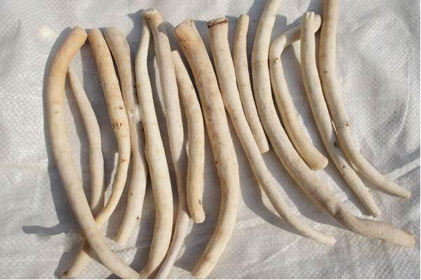 白芍苗市場價格多少錢一株