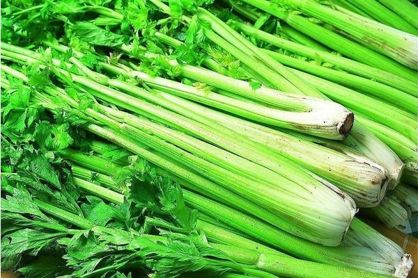 西芹和芹菜哪個(gè)營養(yǎng)好