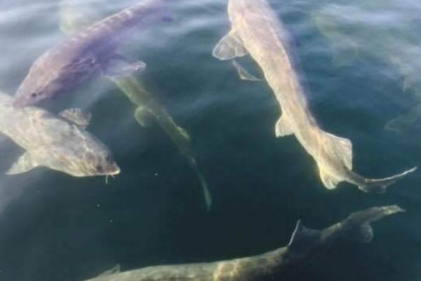 鱘魚的營養價值及功效與作用 鱘魚怎么挑 鱘魚食用方法及做法