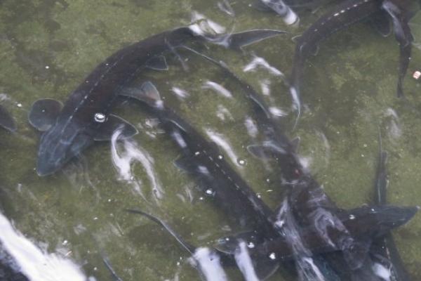 鱘魚的營養(yǎng)價值及功效與作用 鱘魚怎么挑 鱘魚食用方法及做法