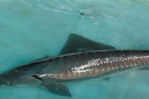 鱘魚的營養(yǎng)價值及功效與作用 鱘魚怎么挑 鱘魚食用方法及做法