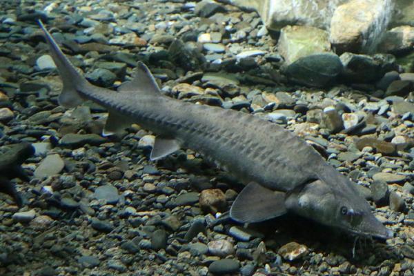 鱘魚的營養(yǎng)價值及功效與作用 鱘魚怎么挑 鱘魚食用方法及做法