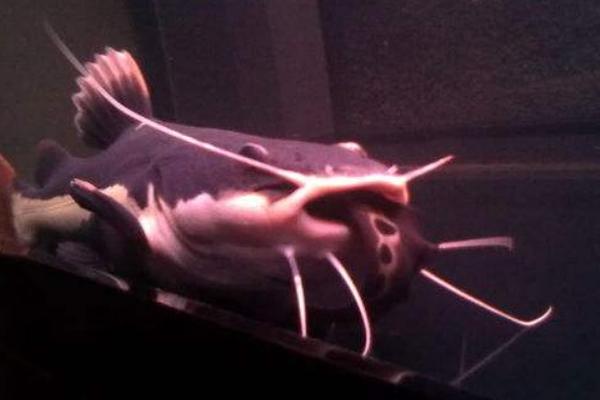 鯰魚效應是什么意思 鯰魚效應啟示及寓意