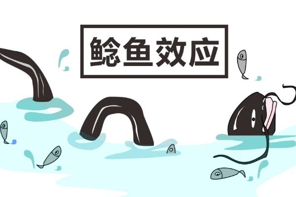 鯰魚效應是什么意思 鯰魚效應啟示