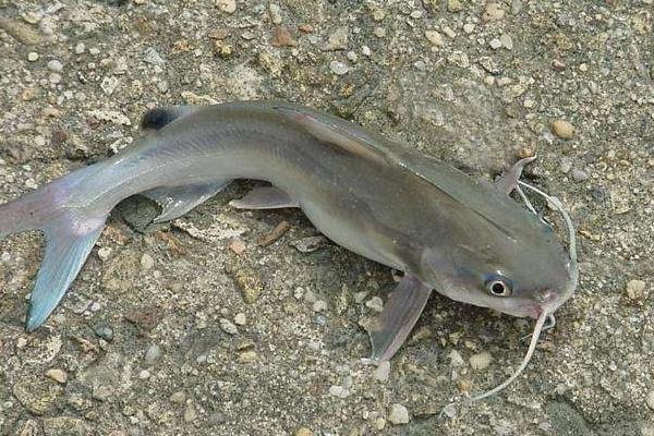 鯰魚效應是什么意思 鯰魚效應啟示