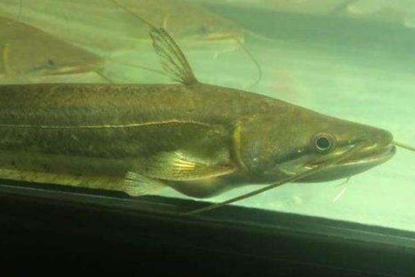 鯰魚效應是什么意思 鯰魚效應啟示