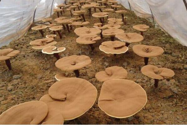 靈芝種子價格多少錢一斤 靈芝種子的品種