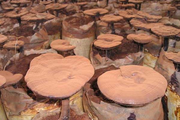 靈芝種子價格多少錢一斤 靈芝種子的品種