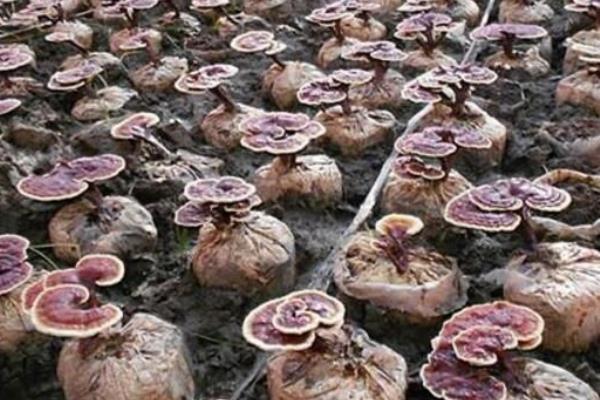 靈芝種子價格多少錢一斤 靈芝種子的品種