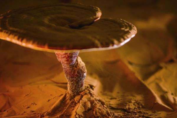 靈芝種子價格多少錢一斤 靈芝種子的品種