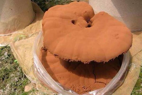 靈芝種子價格多少錢一斤 靈芝種子的品種