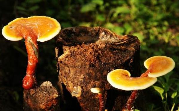 靈芝長在什么地方 靈芝的生長環境