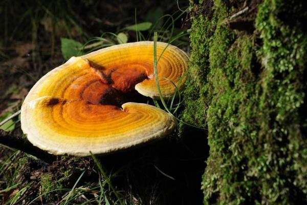 靈芝是熱性還是涼性 靈芝的營養價值