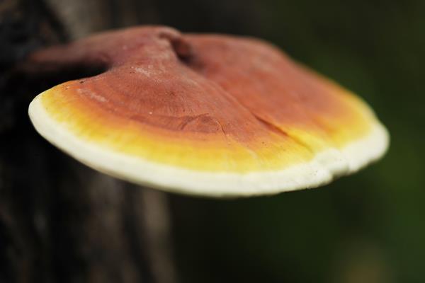 靈芝是熱性還是涼性 靈芝的營養價值