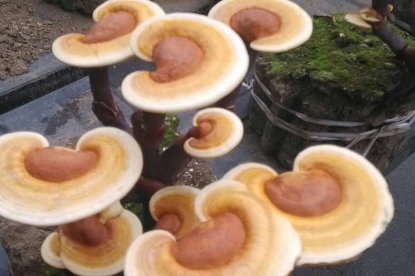 靈芝是熱性還是涼性 靈芝的營養價值