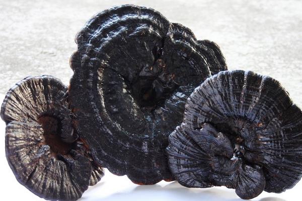 靈芝是熱性還是涼性 靈芝的營養價值