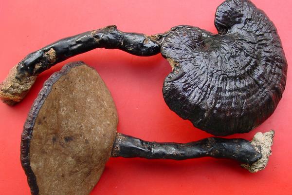 靈芝是熱性還是涼性 靈芝的營養價值