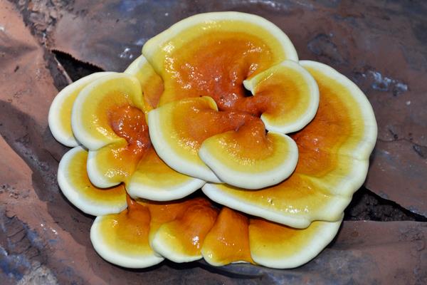 靈芝是熱性還是涼性 靈芝的營養價值