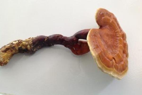 孕婦可以吃靈芝嗎 孕婦吃靈芝的好處