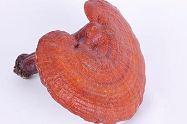 孕婦可以吃靈芝嗎 孕婦吃靈芝的好處