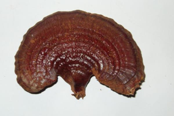 孕婦可以吃靈芝嗎 孕婦吃靈芝的好處