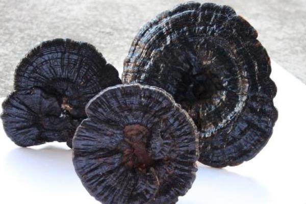 孕婦可以吃靈芝嗎 孕婦吃靈芝的好處