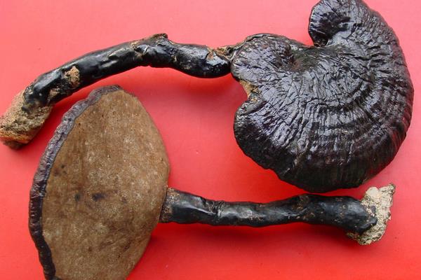 孕婦可以吃靈芝嗎 孕婦吃靈芝的好處