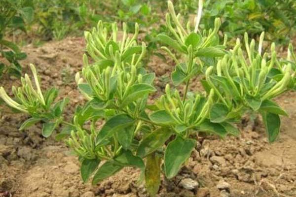 金銀花苗市場價格多少錢一棵