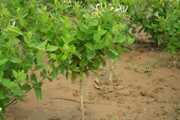 金銀花苗市場價格多少錢一棵