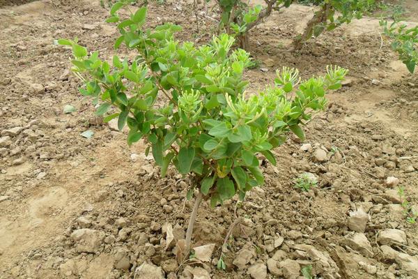 金銀花苗市場價格多少錢一棵