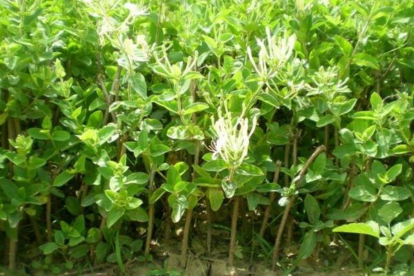 金銀花苗市場價格多少錢一棵