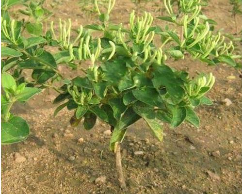 金銀花苗市場價格多少錢一棵