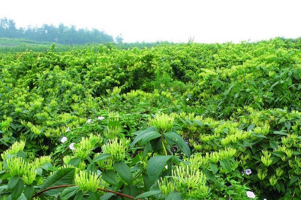 金銀花畝產量是多少 金銀花的種植技術