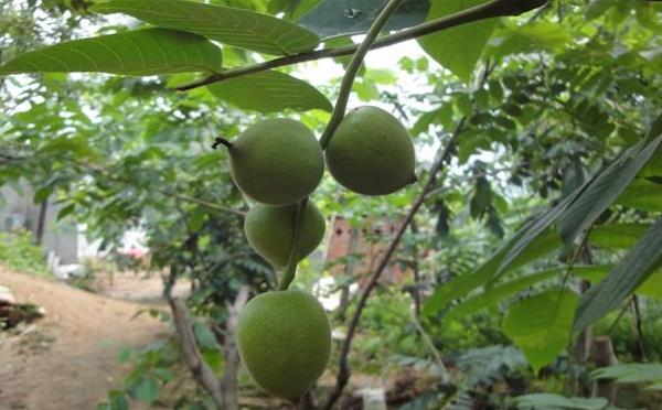 文玩核桃樹生長條件 文玩核桃樹幾年結果