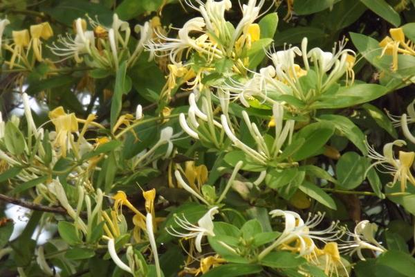 金銀花市場價格多少錢一斤 金銀花的簡介