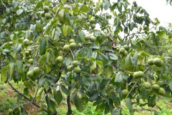 文玩核桃樹生長條件 文玩核桃樹幾年結果