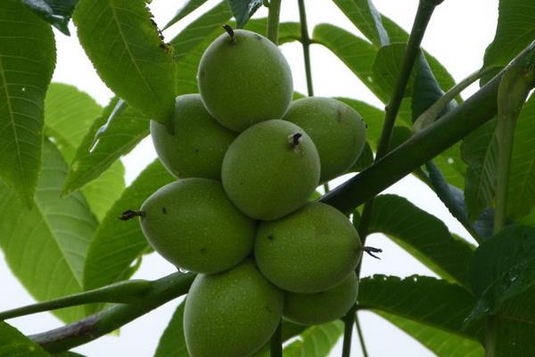 文玩核桃樹生長條件 文玩核桃樹幾年結果