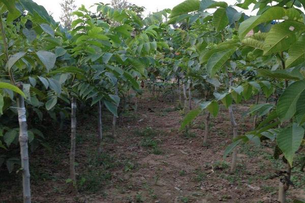 文玩核桃樹生長條件 文玩核桃樹幾年結果