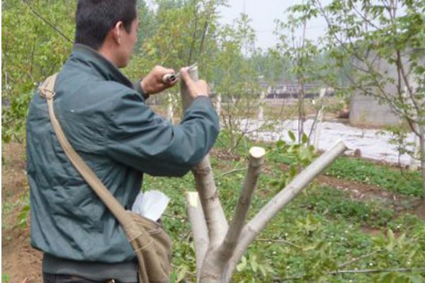 文玩核桃樹生長條件 文玩核桃樹幾年結果