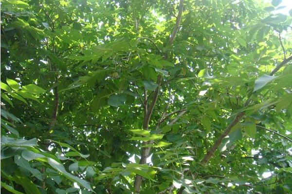 文玩核桃樹生長條件 文玩核桃樹幾年結果