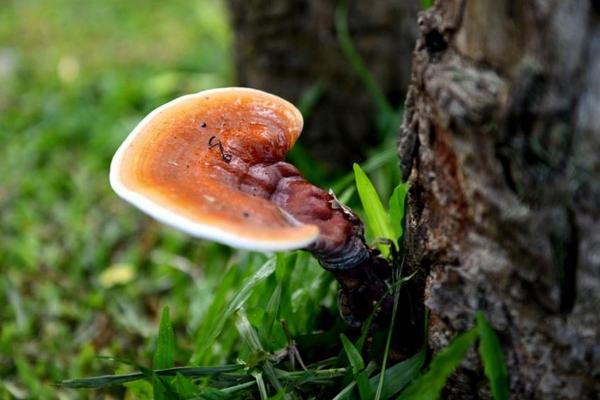 靈芝圖片大全 靈芝簡介