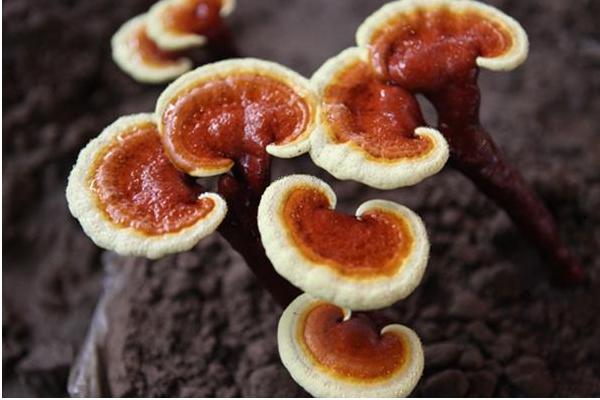 靈芝市場價格多少錢一斤 靈芝的功效作用